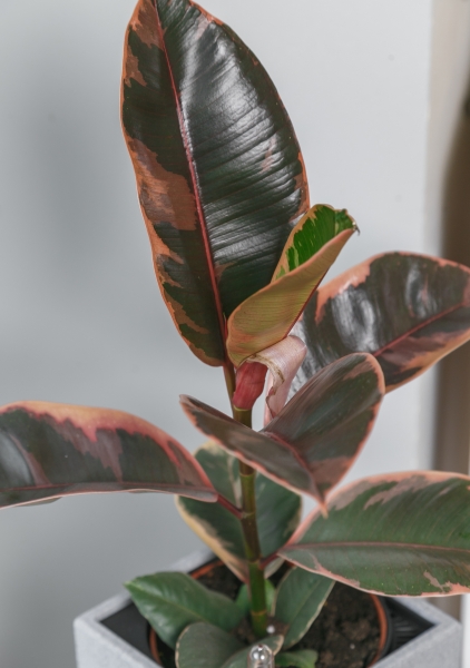 Фикус Эластика Белиз 12/45 см