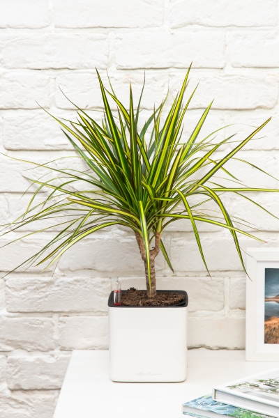 Драцена Маргината Санрей 12/40 см в CUBE Glossy 14