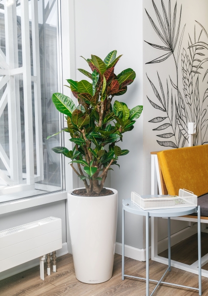 Кротон Петра Макси 27/90 см