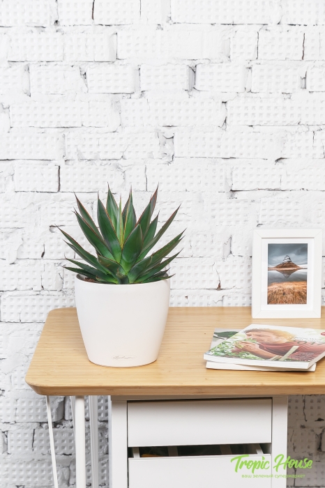 Агава Шака Зулу 15/30 см в CLASSICO COLOR 18