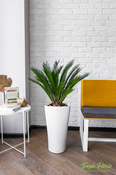 Цикас в DELTA 30 Цикас в DELTA 30