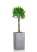Фикус Амстел Кинг переплетенный 40/170 см в CANTO STONE HIGH 40