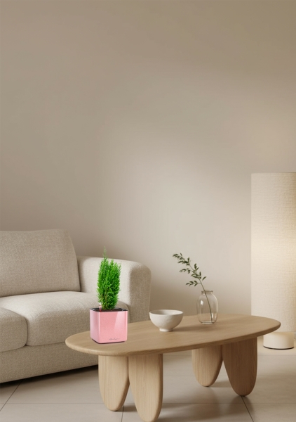 Кипарисовик микс 9 см в CUBE GLOSSY KISS 14