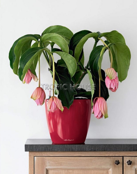 Кашпо LECHUZA CLASSICO LS 21х20 см