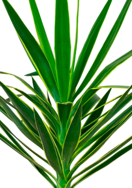 Юкка Пак 21/80 см