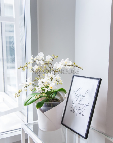 Орхидея Вайлд в ORCHIDEA 18 Орхидея Вайлд в ORCHIDEA 18