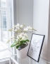 Орхидея Вайлд в ORCHIDEA 18