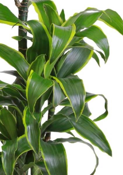 Драцена Дорадо 3 ствола 21/100 см