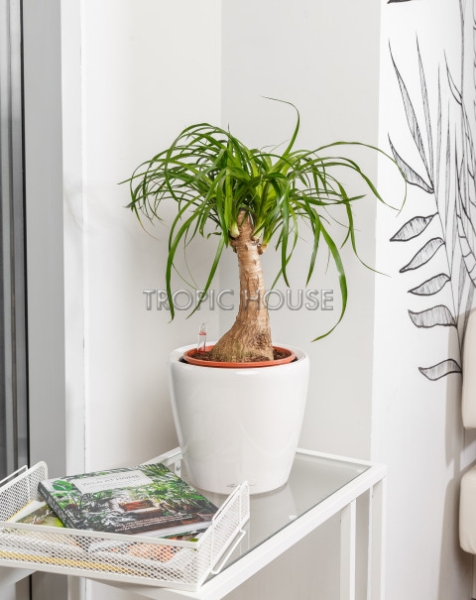 Нолина в CLASSICO LS 21