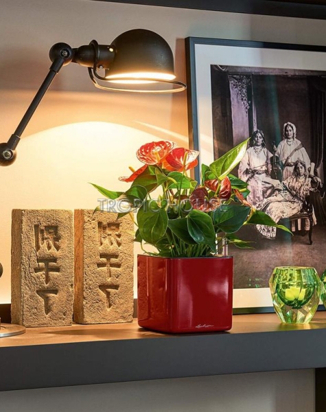 Кашпо LECHUZA CUBE Glossy 14х13.5 см