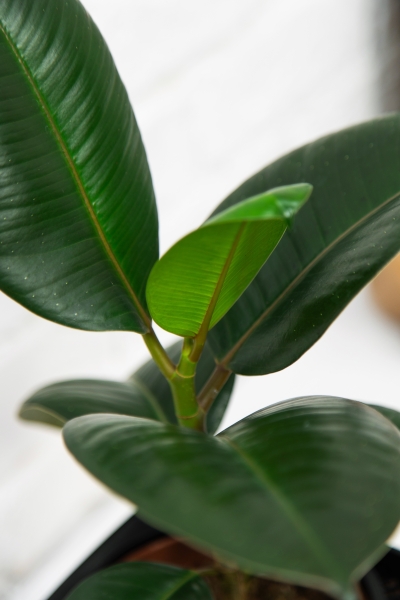 Фикус Эластика Робуста 12/40 см