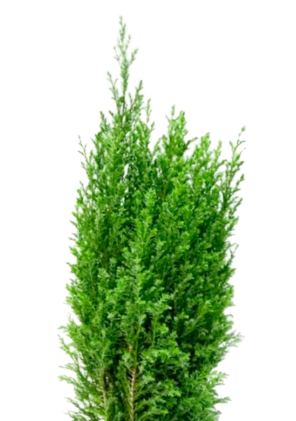 Кипарисовик микс 9 см в CANTO STONE 14