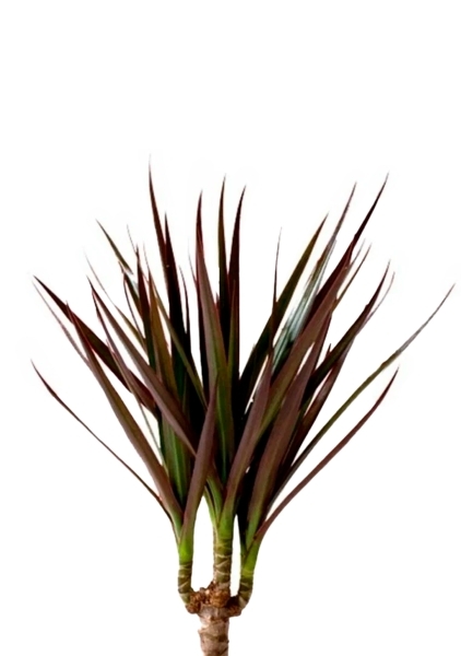 Драцена Маргината Маджента 1 ствол 12/40 см в PURO 20