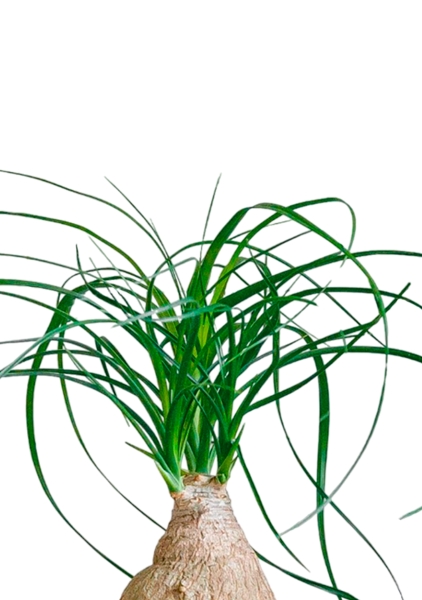 Нолина на стволе 12/35 см Нолина на стволе 12/35 см