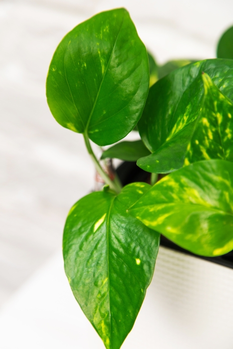 Сциндапсус Ауреум в CUBE COLOR 14