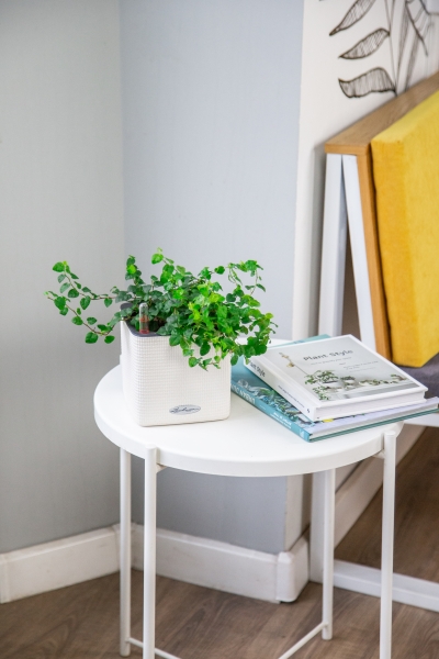 Фикус Пумила в CUBE COLOR 14