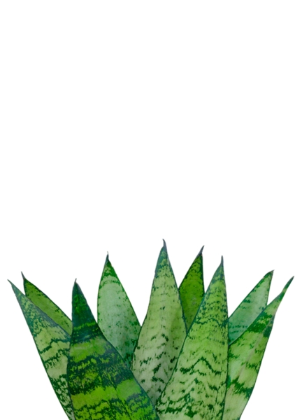 Сансевиерия Зейланика 9/30 см в PURO 20 Сансевиерия Зейланика 9/30 см в PURO 20