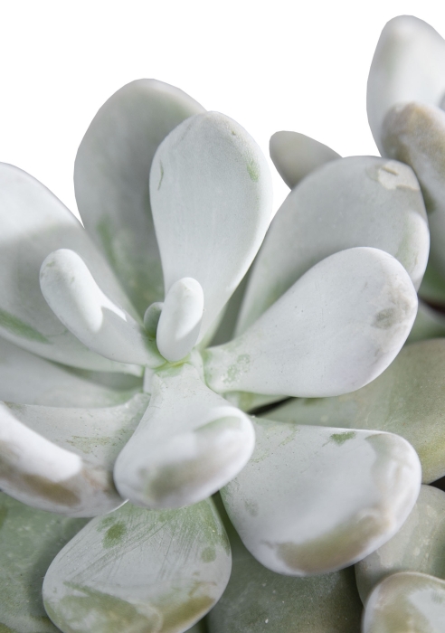 Пахифитум в CANTO STONE 14