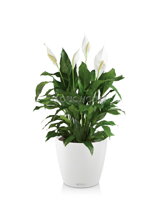 Спатифиллум CLASSICO COLOR 21/65 см Белый