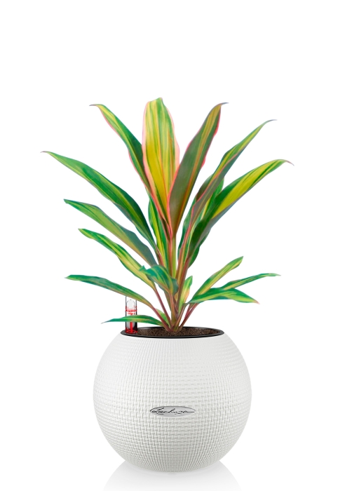 Кордилина Киви 12/35 см в PURO 20, белый