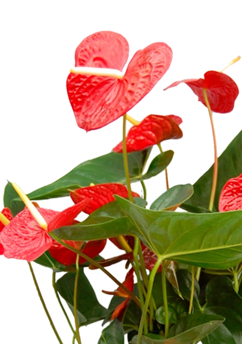 Антуриум Чемпион красный 17/65 см