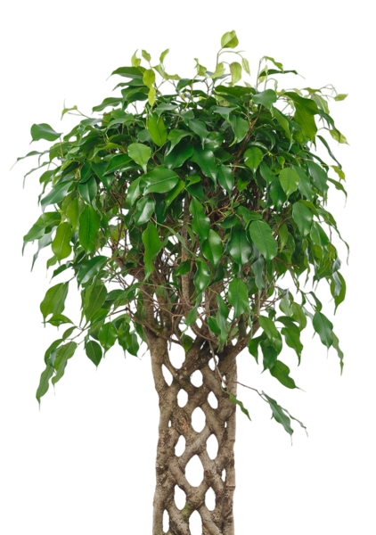 Фикус Экзотика решетка 23/100 см в CUBE 30 Фикус Экзотика решетка 23/100 см в CUBE 30