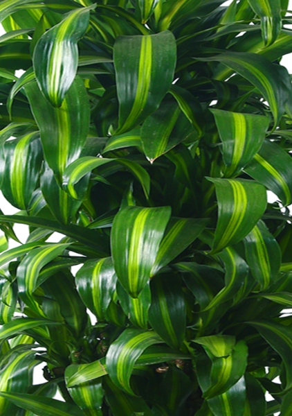 Драцена Гавайская бранч 30/160 см в CLASSICO LS 35