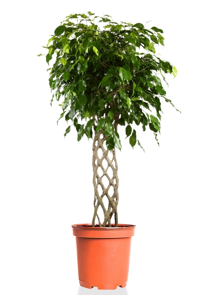 Фикус Бенджамина Экзотика решетка 31/130 см