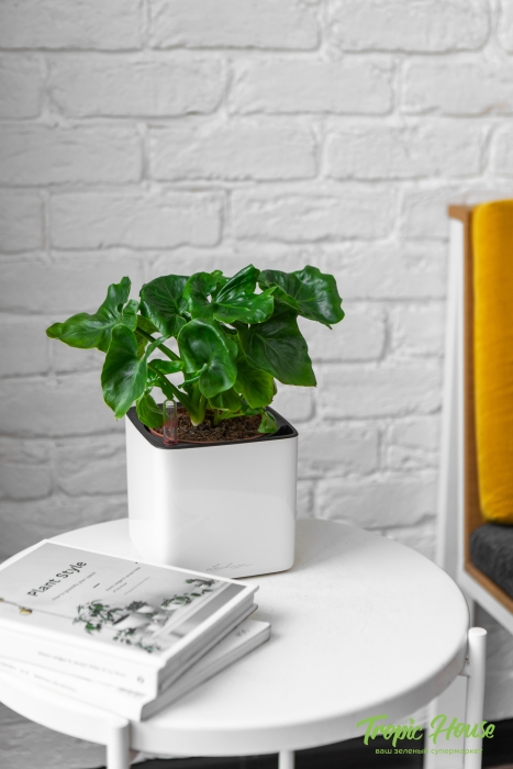 Филодендрон Атом в CUBE GLOSSY 14