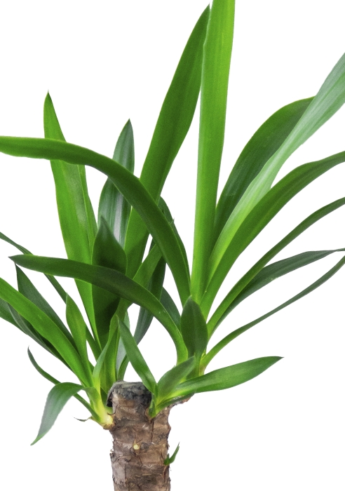 Юкка в CANTO STONE 14