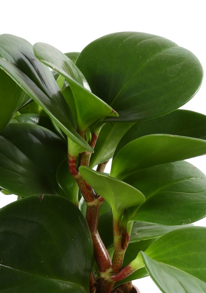 Пеперомия Грин в CUBE COLOR 14 Пеперомия Грин в CUBE COLOR 14