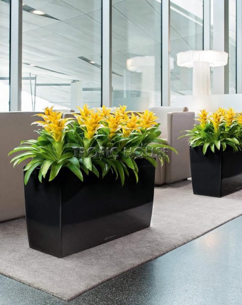 Кашпо LECHUZA CARARO 75х43 см