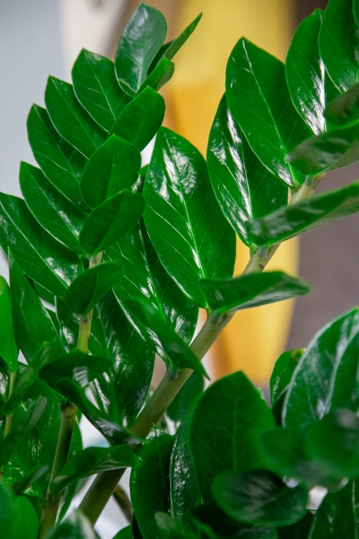 Замиокулькас 27/100 см