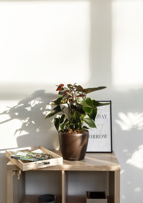 Антуриум шоколадный в CLASSICO LS 21