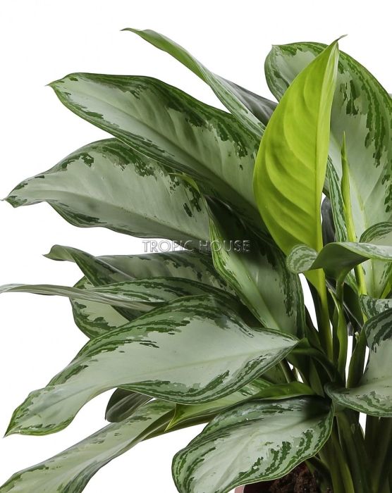 Аглаонема Сильвер Бей в CLASSICO COLOR 28