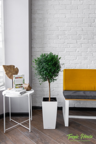 Мирт в CUBICO COLOR 30 Мирт в CUBICO COLOR 30