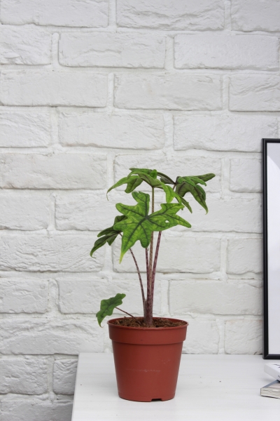 Алоказия Жаклин 12 см