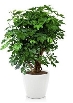 Шеффлера Компакта бранч 40/140 см в CLASSICO LS 43