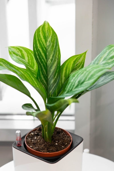 Аглаонема Страйп в CUBE GLOSSY 14