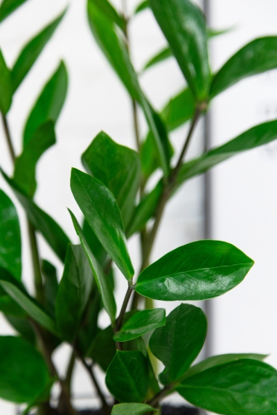 Флорариум с Замиокулькасом 45 см в кубе Флорариум с Замиокулькасом 45 см в кубе