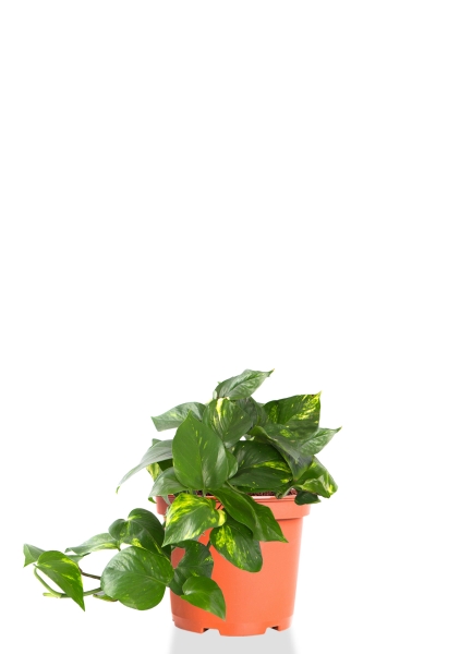 Сциндапсус Ауреум 12/20 см