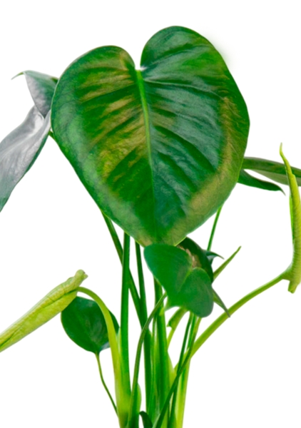 Монстера Делициоза 12/40 см