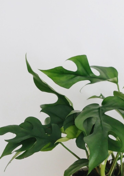 Монстера Рафидофора Минима 12/20 см