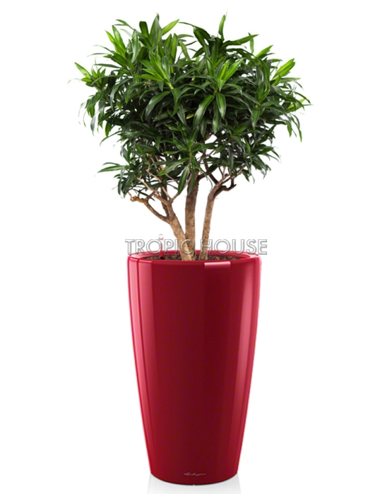 Драцена Песнь Ямайке RONDO 40/170 см Ярко-красный блестящий