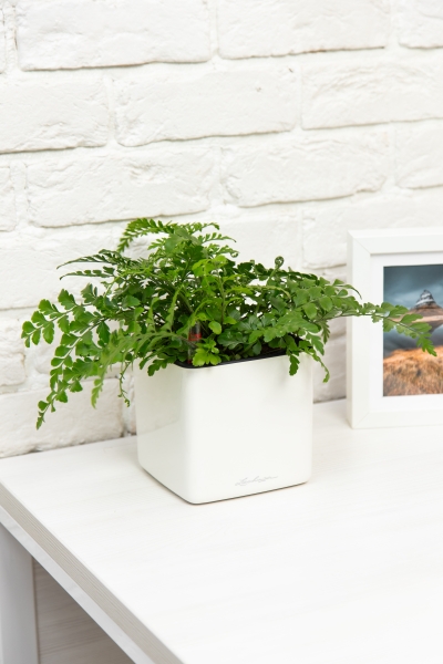 Папоротник Парвати в CUBE GLOSSY 14 Папоротник Парвати в CUBE GLOSSY 14