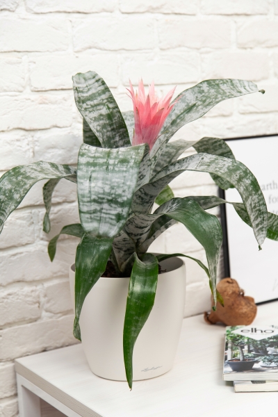 Эхмея 17/50 см в CLASSICO 18