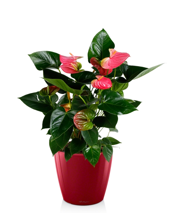 Антуриум розовый в CLASSICO LS 21, Ярко-красный блестящий