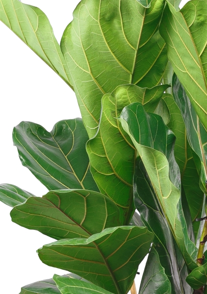 Фикус Лирата на разветвленном стволе 40/190 см Фикус Лирата на разветвленном стволе 40/190 см