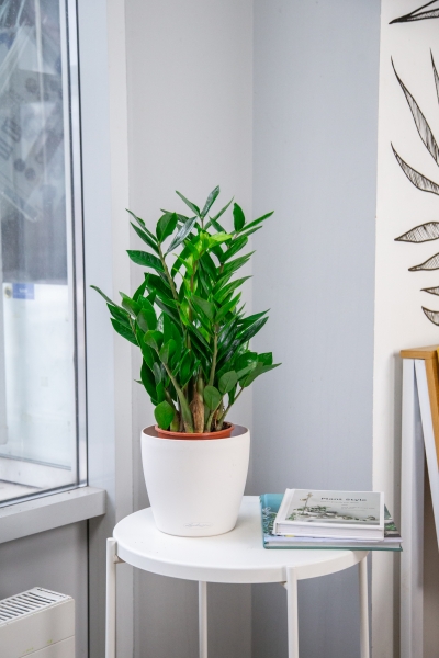 Замиокулькас 14/50 см