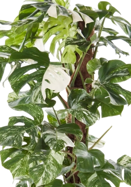 Монстера Вариегатная на опоре 30/170 см в QUADRO LS 43